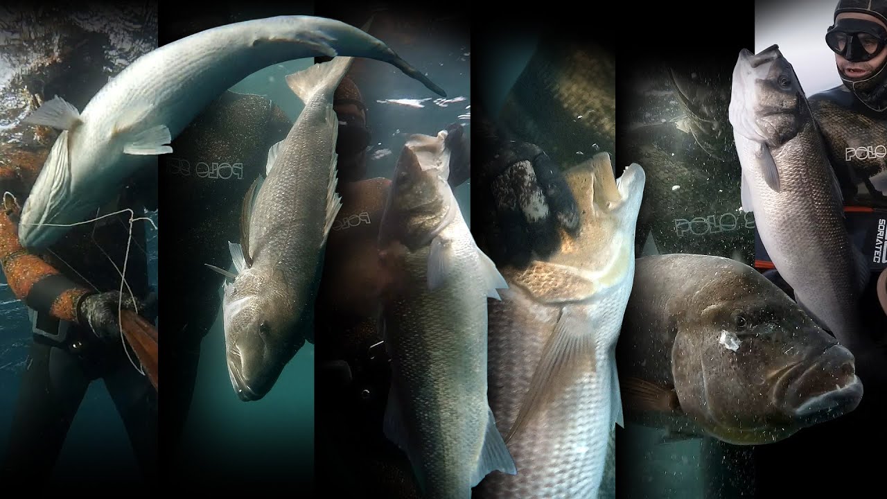 Peces XL en Asturias (🏆TOP 6). Lubinas: 7,5kg, 6,4kg, 5,4kg. Dentones: 6kg, 5,4kg, 5kg.