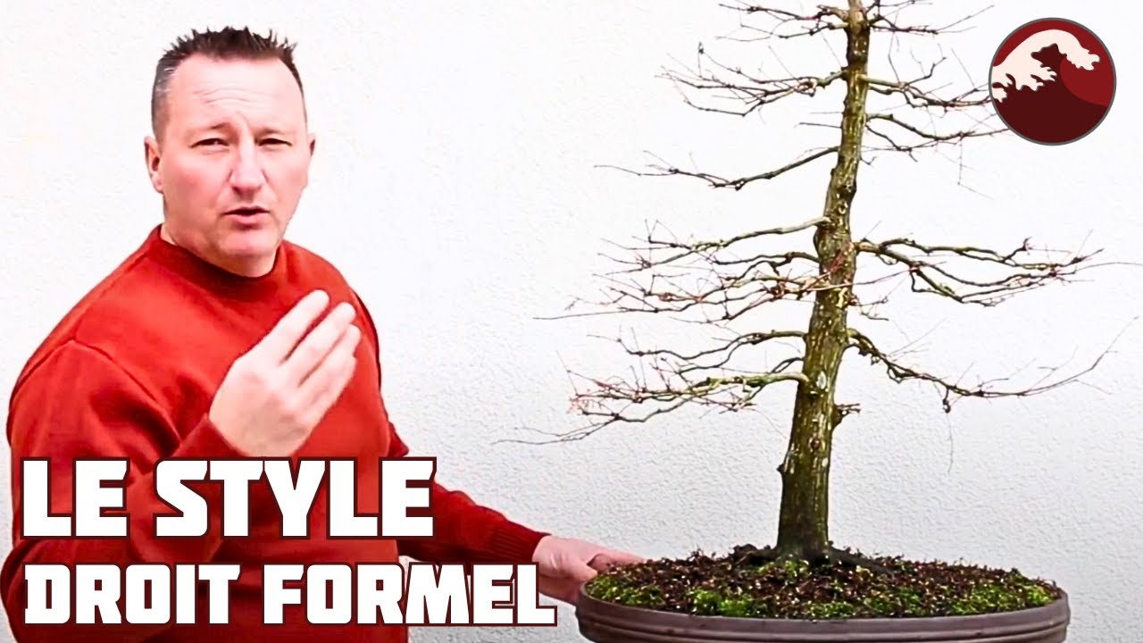 LE STYLE DROIT CHOKKAN 🌱 NEJIKAN BONSAI 🌱