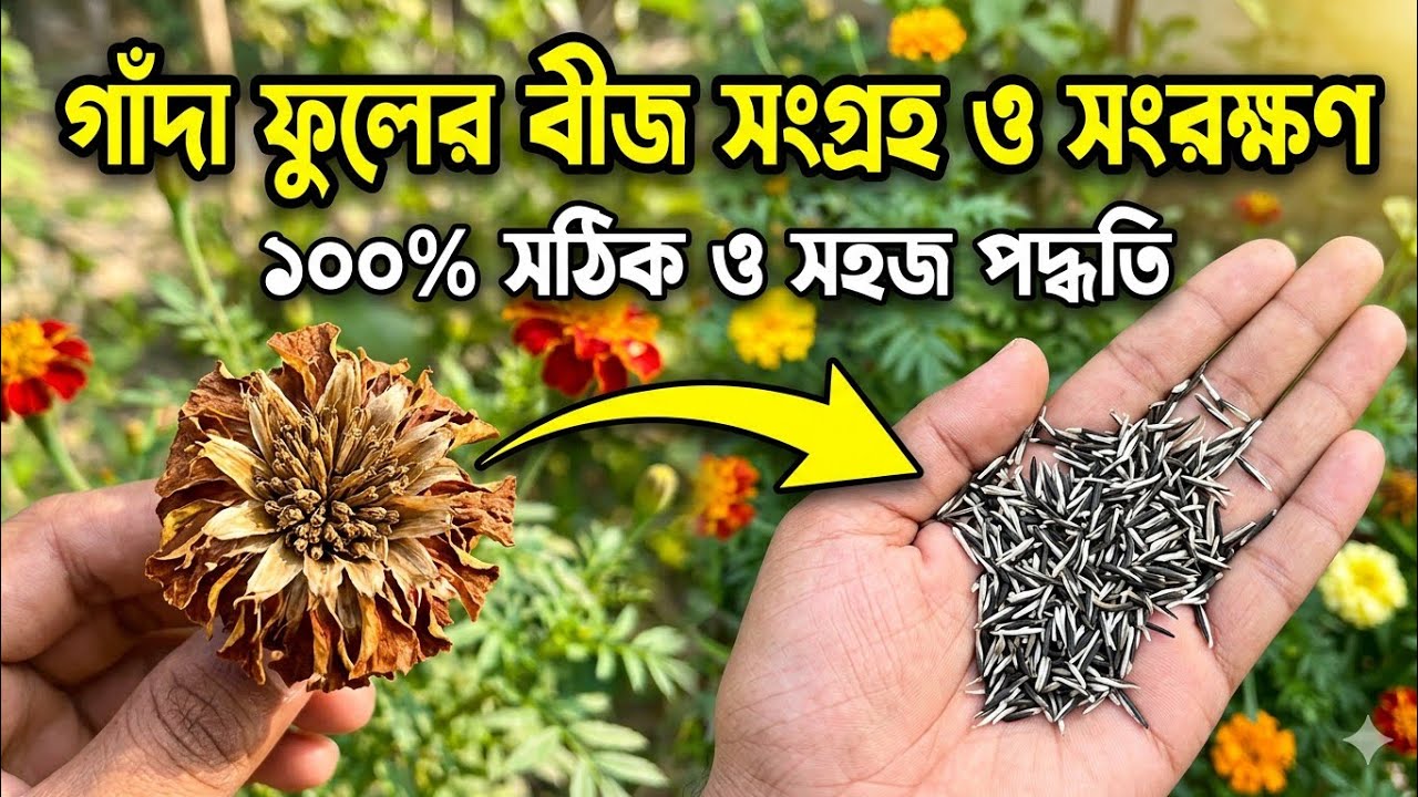 গাঁদা ফুলের বীজ সংগ্রহ ও সংরক্ষণ করার পদ্ধতি । How To Collect Marigold Flower Seeds