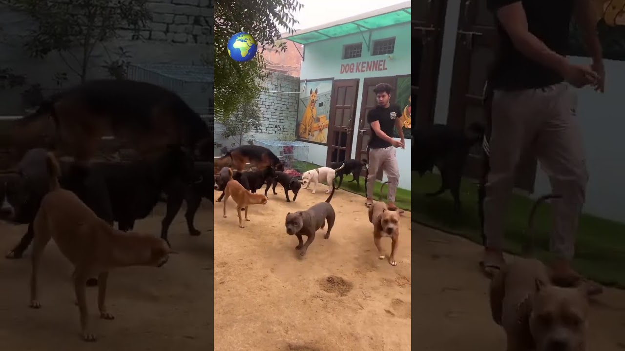Ritik dog canal my dog collection ❤️❤️❤️❤️❤️❤️😘😘😘😘😇😇😇