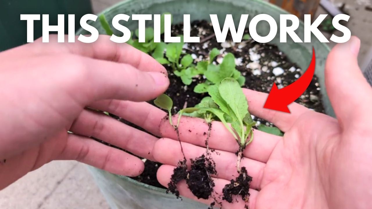 Most Gardeners Say You Can't do This Trick When Sowing Radish Seeds (But it Still Works)