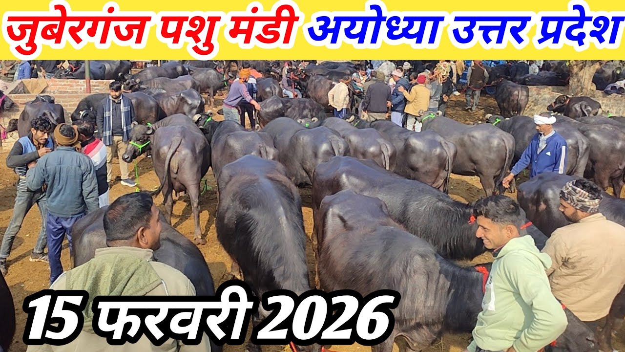 जुबेरगंज पशु मंडी ​में आज मंडी में सन्नाटा! कौड़ियों के दाम मिल रही भैंस | Juber Ganj Pashu Mandi