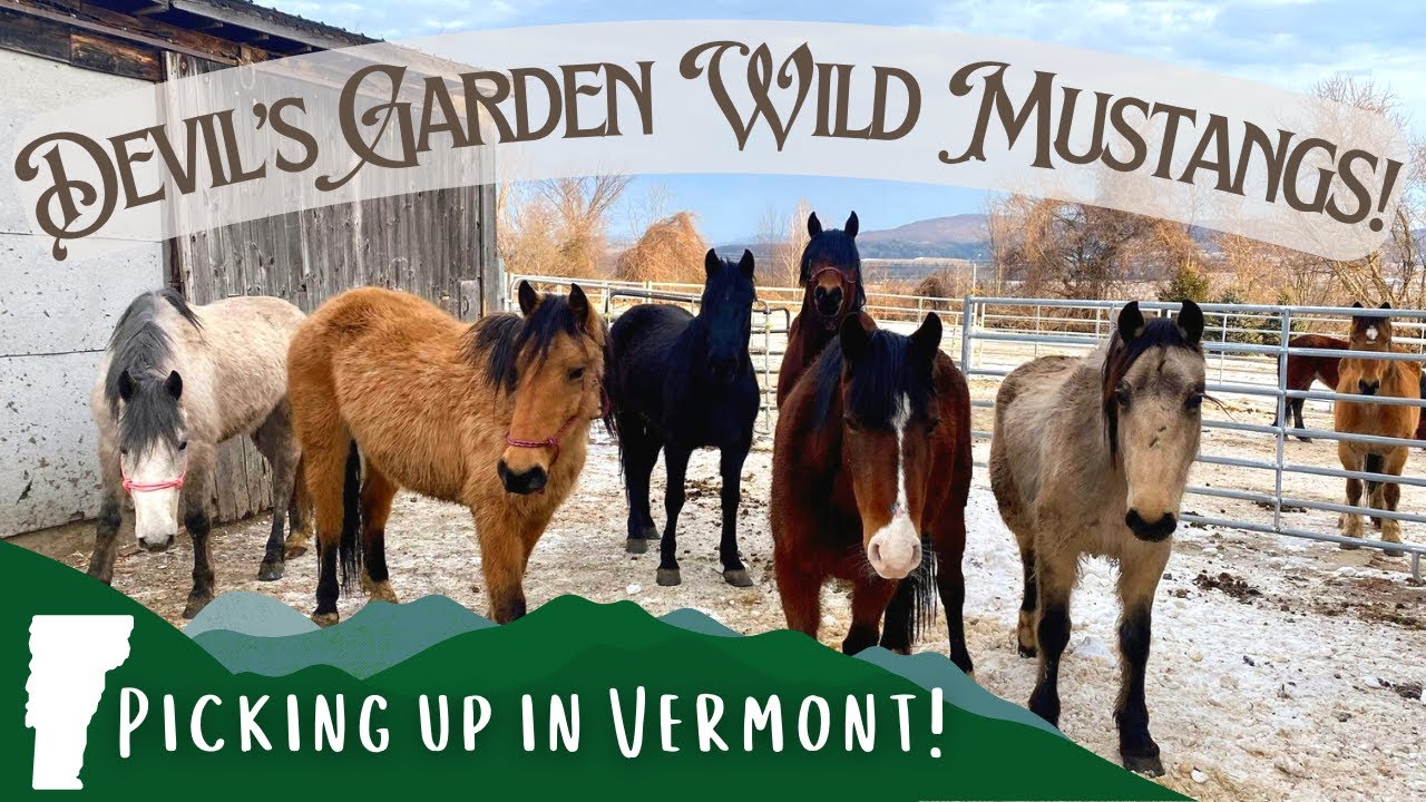 Bringing home my Devil's Garden Wild Mustang || Picking up in Vermont!