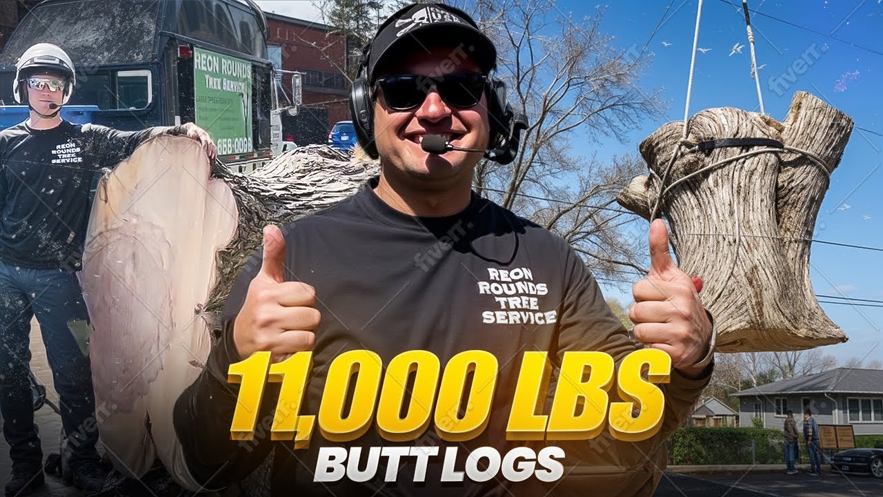 Mega Maple Removal! 11,000 lb stump!
