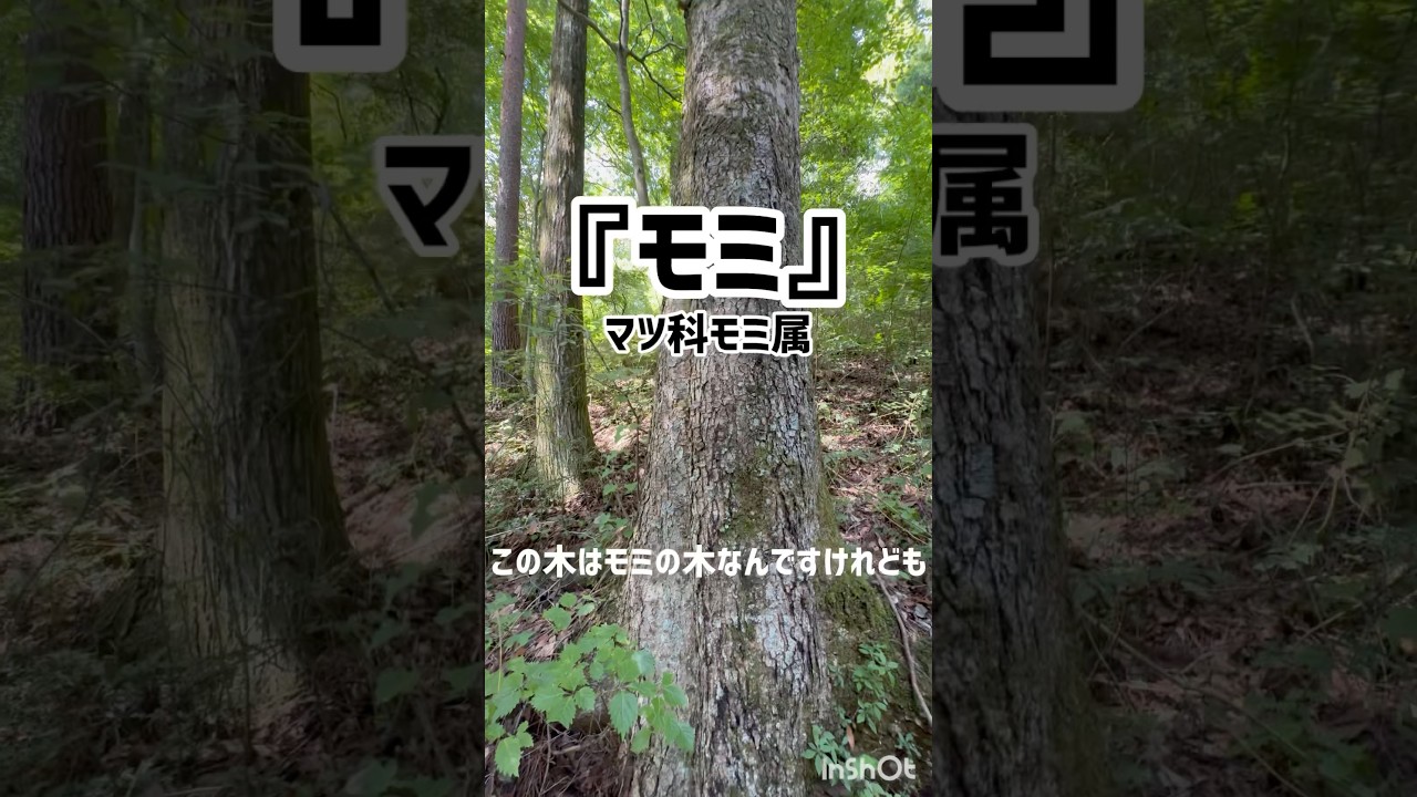 モミの木の解説　#樹木 #クリスマス