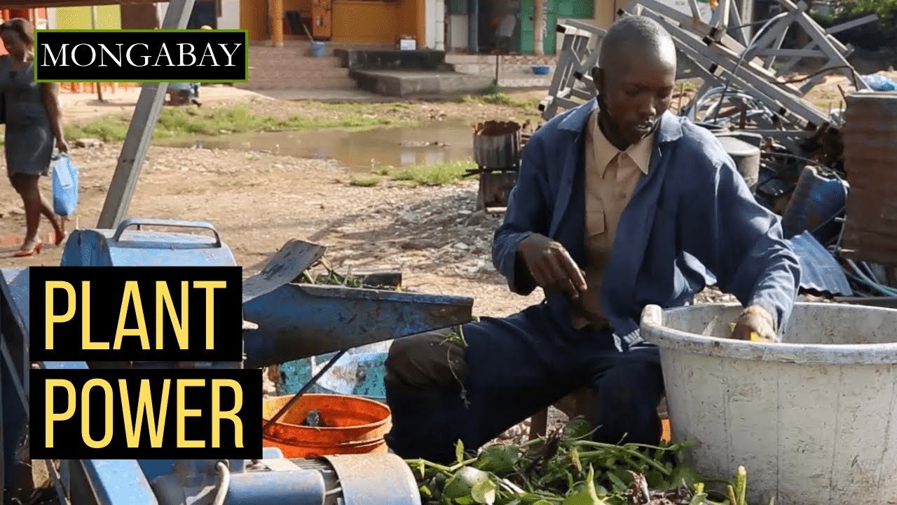 Making bioenergy from invasive hyacinth and prickly pear