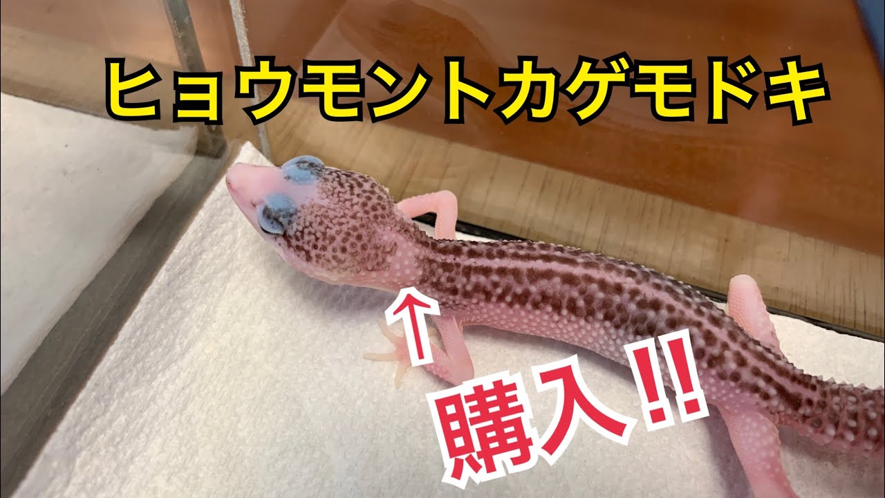 ヒョウモントカゲモドキの飼育再び‼️ レオパードゲッコー　ギャラクシー