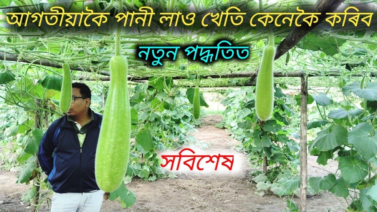 কম খৰচত পানী লাও খেতি কেনেকৈ অধিক লাভ কৰিব।। jatilau kheti ।। assamese farm