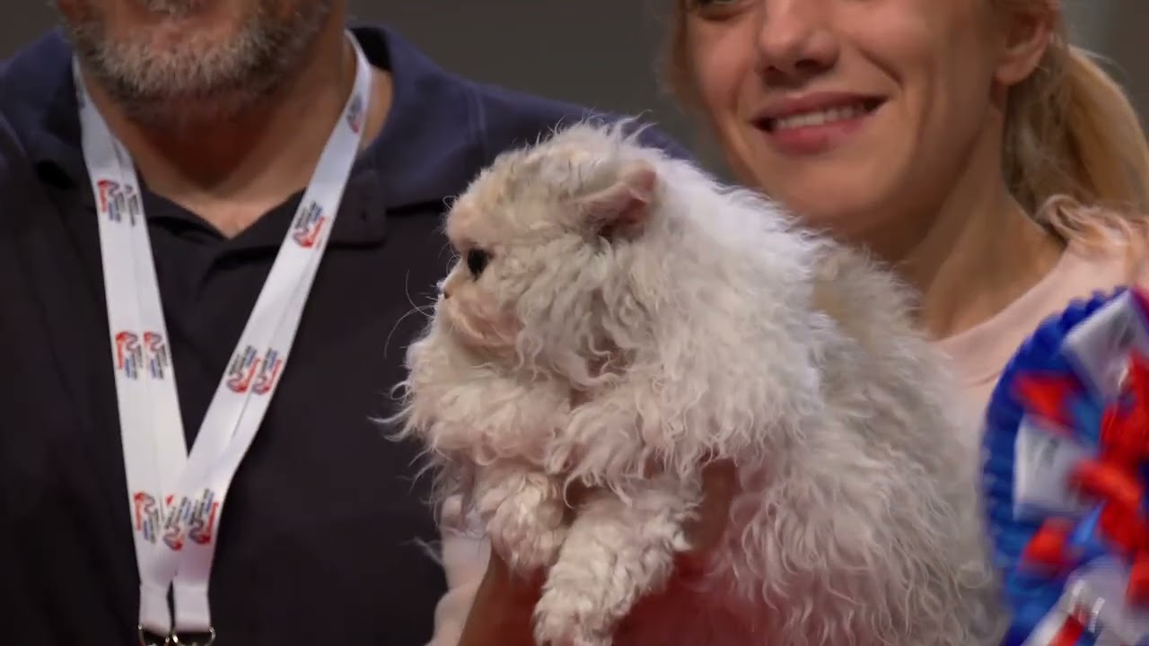 WS 2023 Best in Show Cat 3