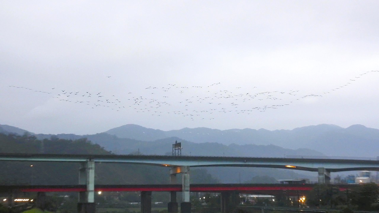 1150308 The great cormorants passing by Ba-Do then heading for Chi-Do.