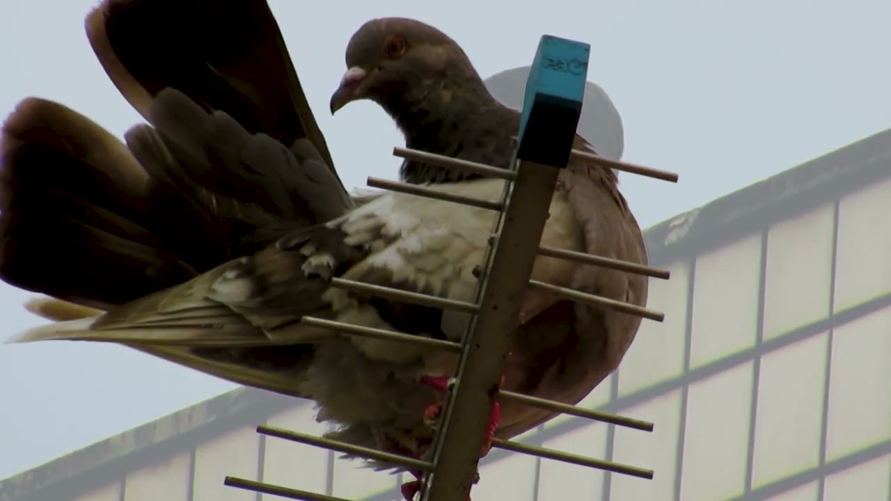 Pombo-doméstico – Columba livia: transmissor de doenças ou o símbolo da paz?