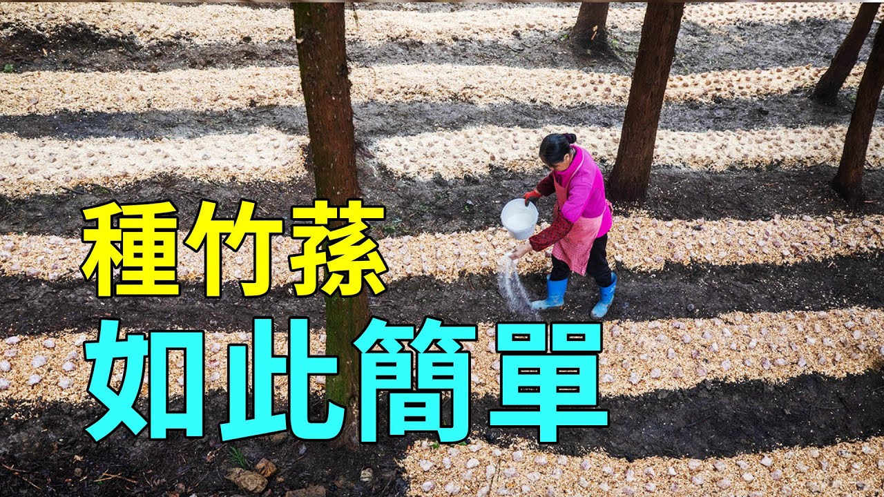 為什麼竹蓀那麼臭？菌中皇后，一旦愛上無法自拔