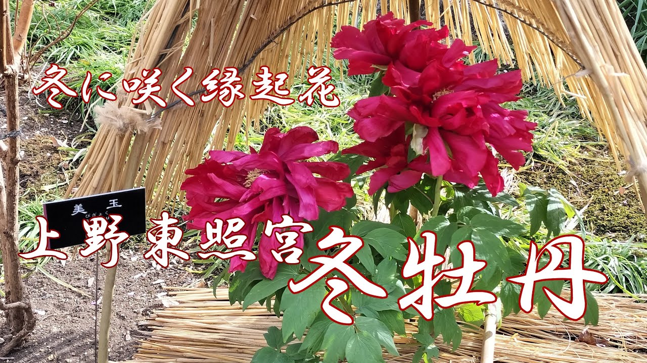 上野東照宮冬牡丹 冬に咲く縁起花　Winter Peony at Ueno Toshogu Shrine: Auspicious Flowers that Bloom in Winter
