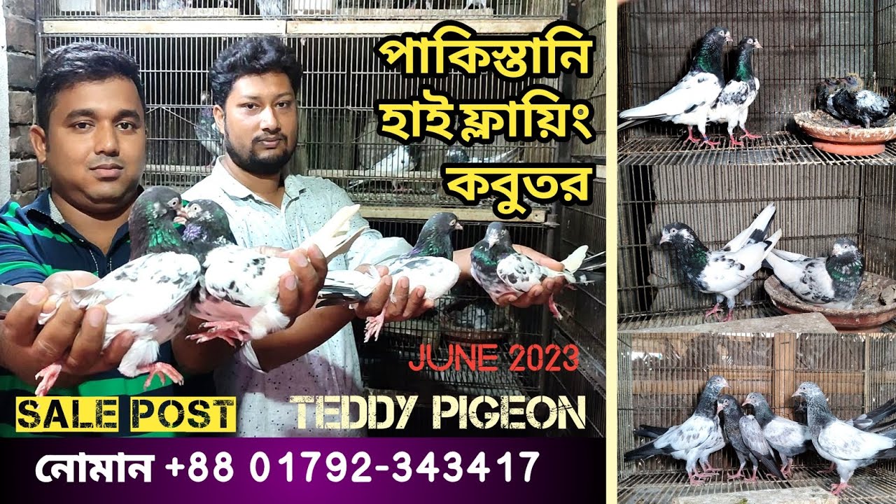 পাকিস্তানি হাই ফ্লাইং কবুতর।। পাকিস্তানি টেডি কবুতর।। Pakistani teddy pigeon #pigeon #কবুতর