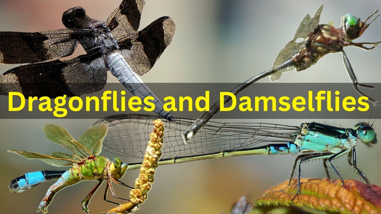 What You Don't Know About Dragonflies -  Bug Basics