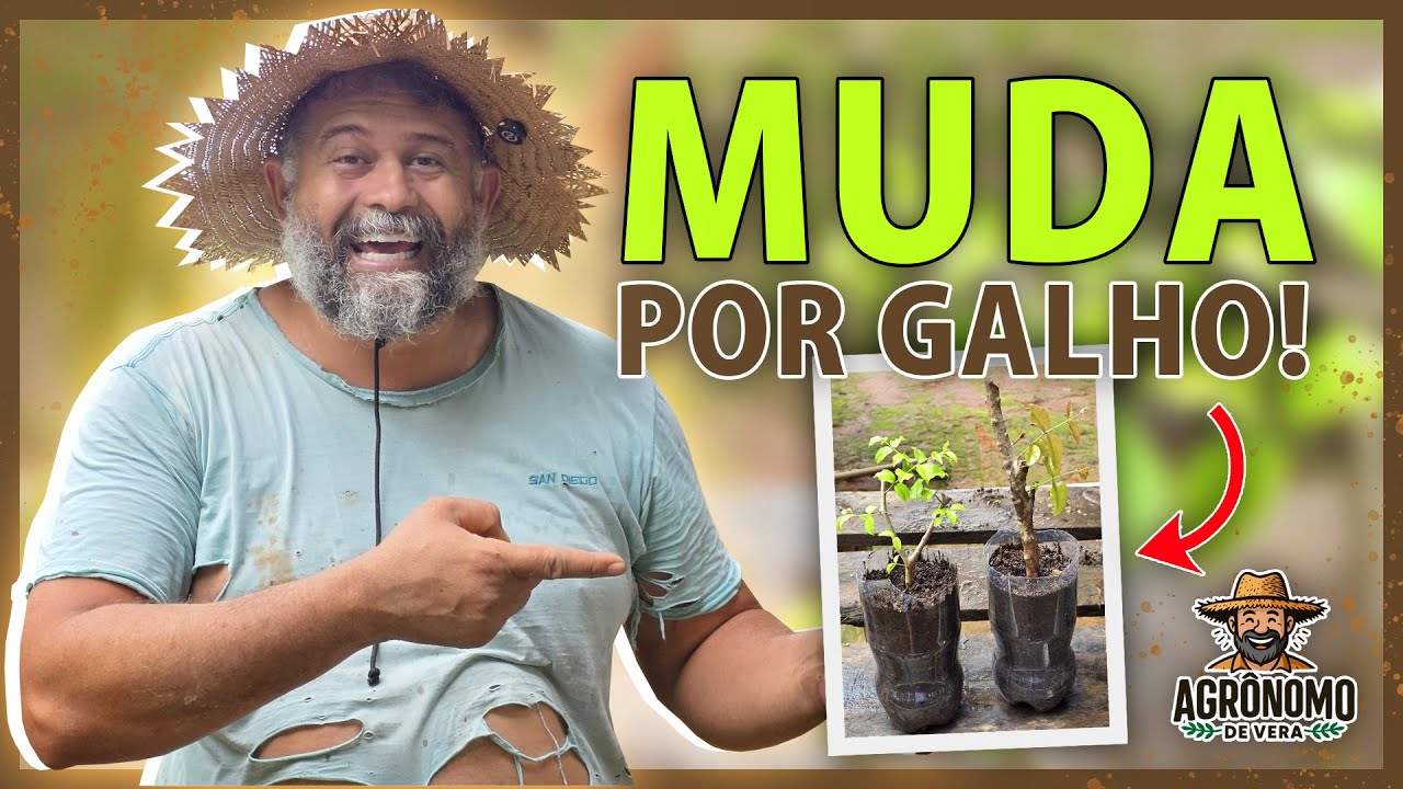 Como ENRAIZAR mudas de JABUTICABA 