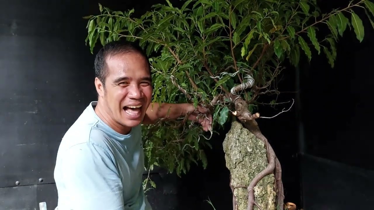ROOT OVER ROCK RE-STYLE.. BAKIT TAYO NAG CUT BACK? #bonsai #rootoverrock #cutback