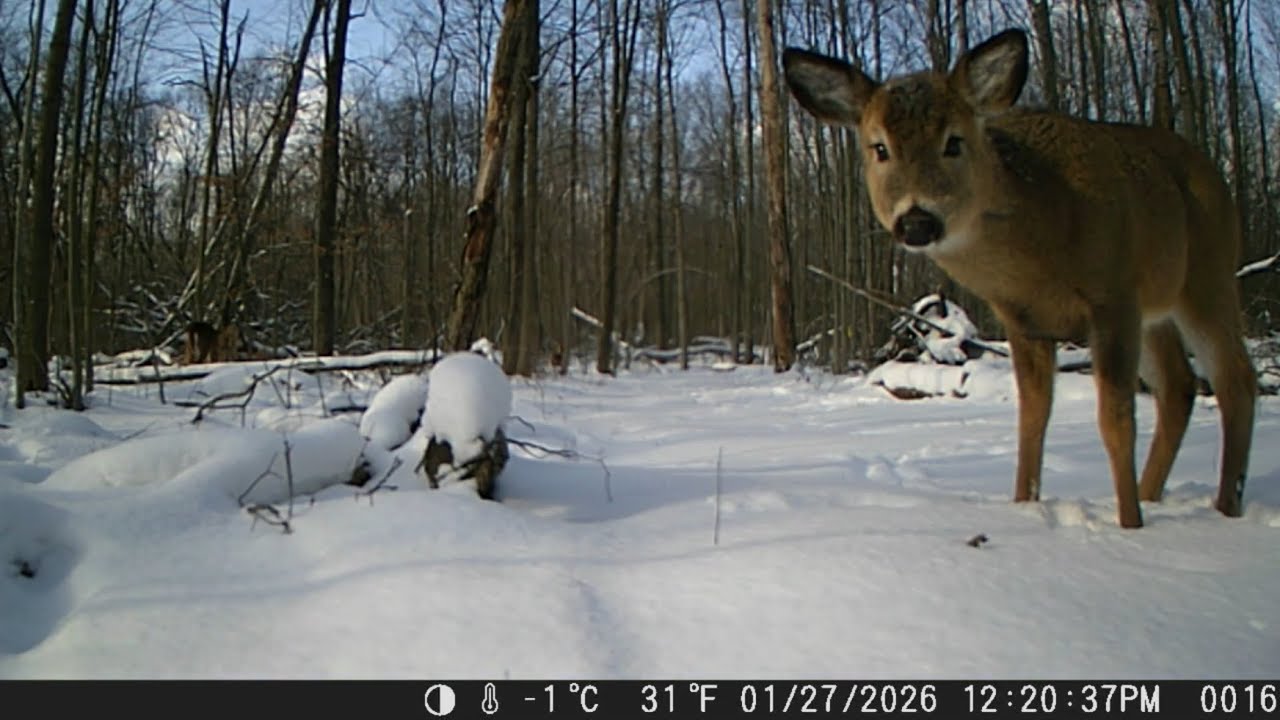 The 25th thru the 28th 0f January 2026 trail cams