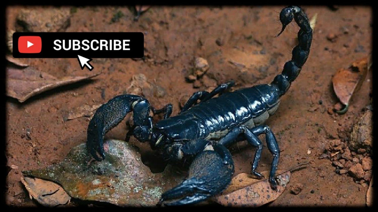 Como criar um escorpi&atilde;o - Como fazer um terr&aacute;rio para escorpi&atilde;o - Heterometrus - tutorial