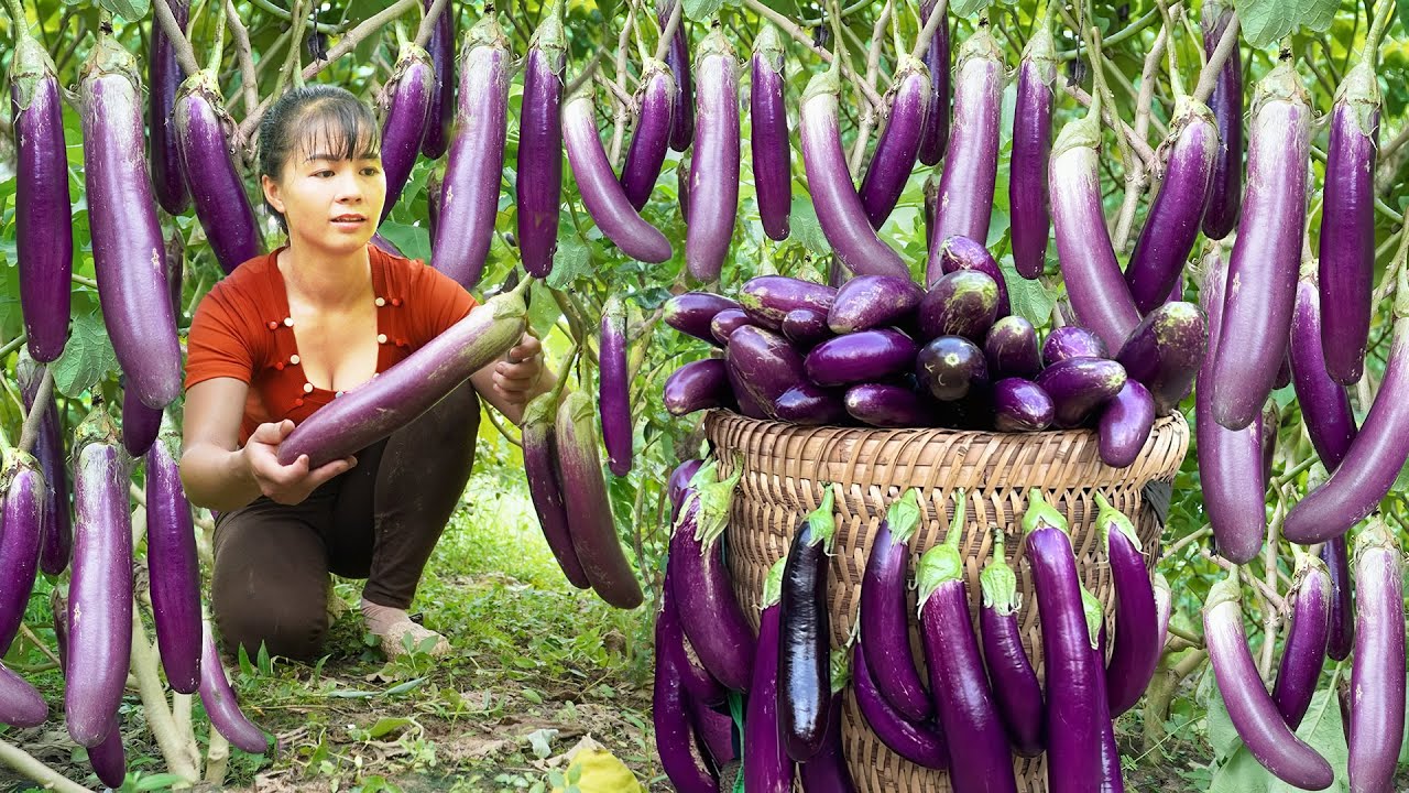Harvesting Many Eggplant Goes To The Market Sell - Caring For Chickens, Ducks And Pigs
