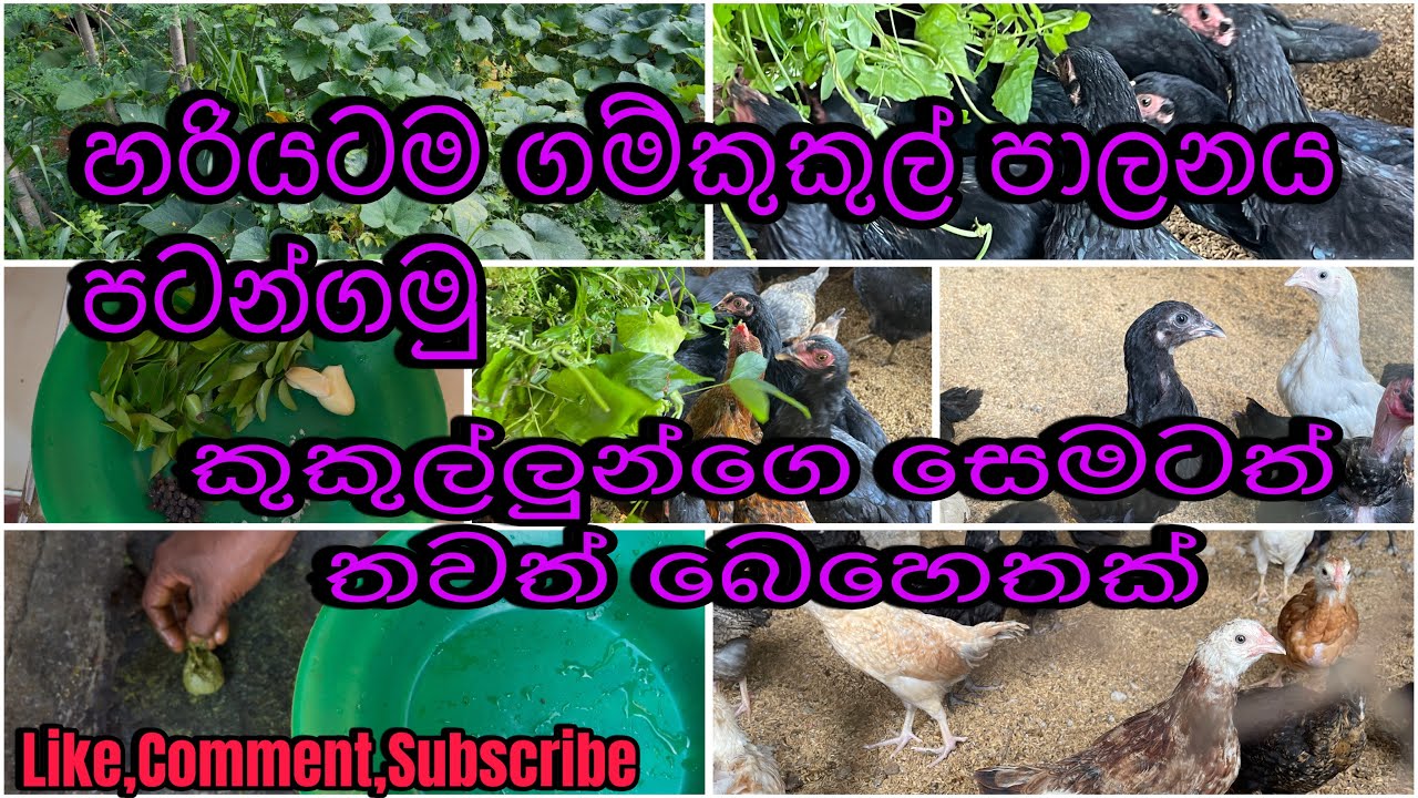 9.ගම් කුකුල් පාලනය නිවැරදිව පටන්ගමු🪽💸#hobby #chicken #business #farmer