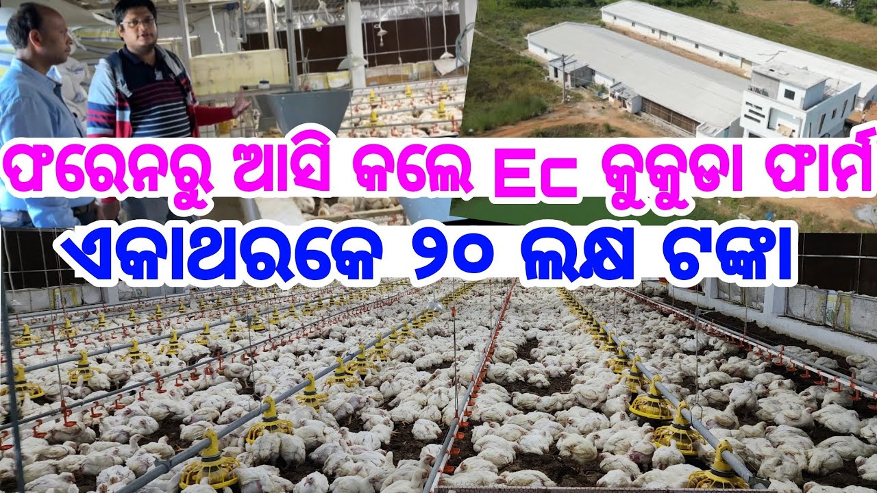 ଗୋଟେ ଥରକେ କୁକୁଡା ବିକି ଏତେ ଲକ୍ଷ ଟଙ୍କା Ec Poultry Farm full Set up cost, investment, profit in Odisha