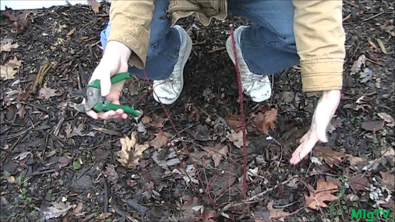 How and When to Prune Blueberry Plants