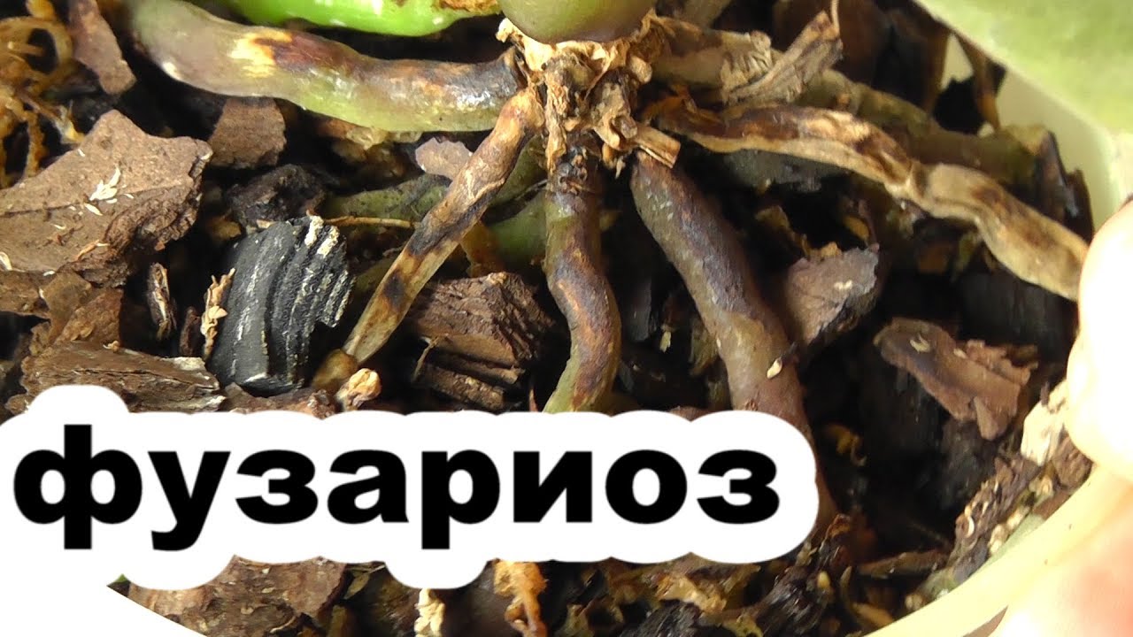 фузариоз. Признаки фузариоза. как вылечить растение