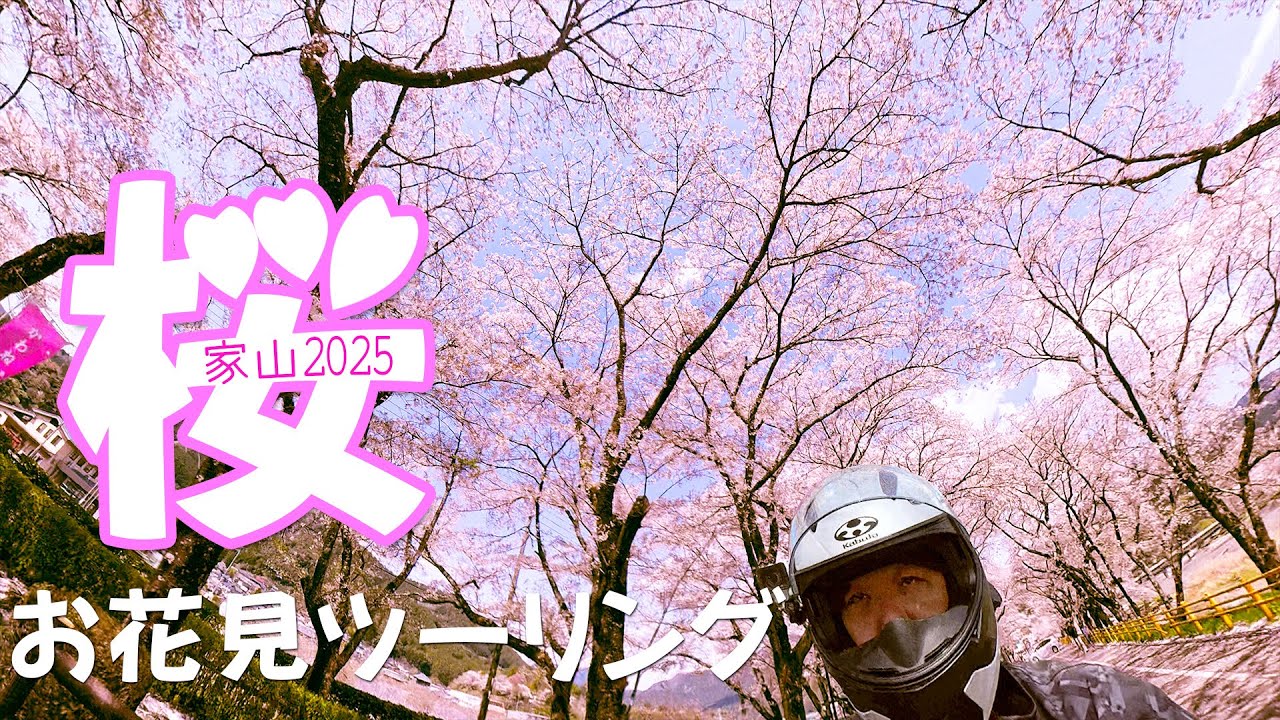 108 大井川お花見ツーリング2025【Vスト250モトブログ】