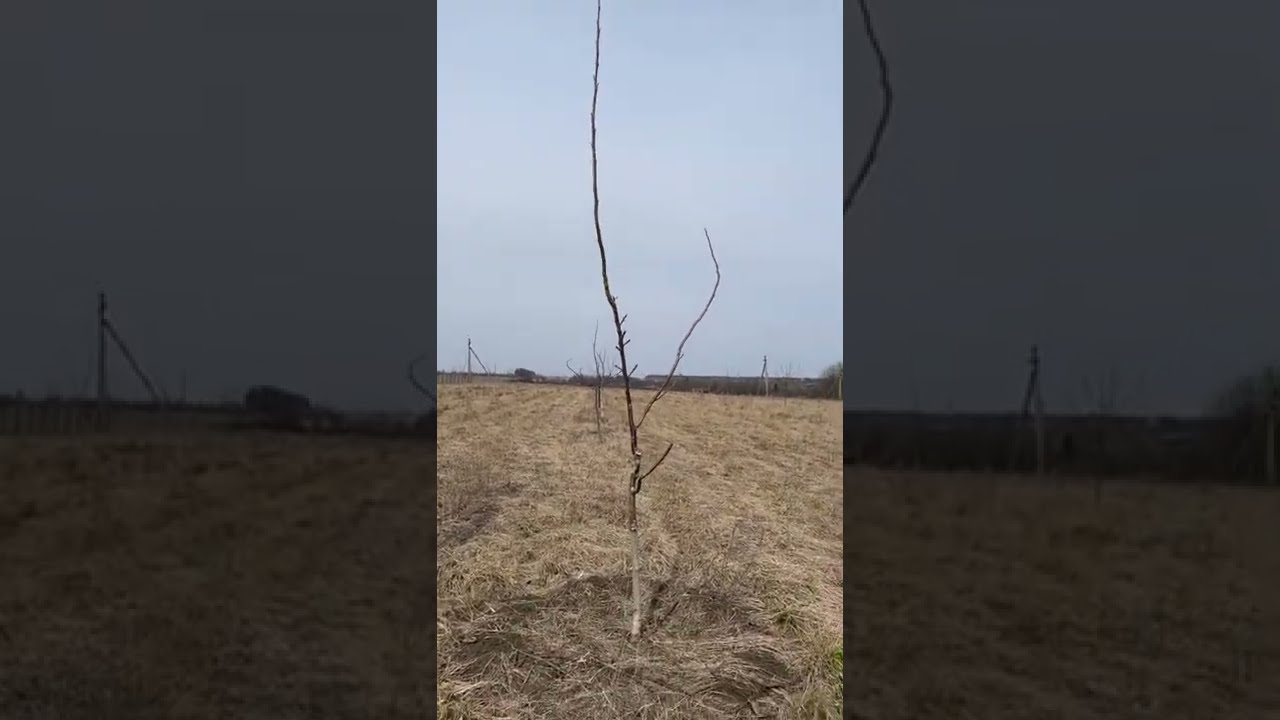 Горіховий сад прямий ефір