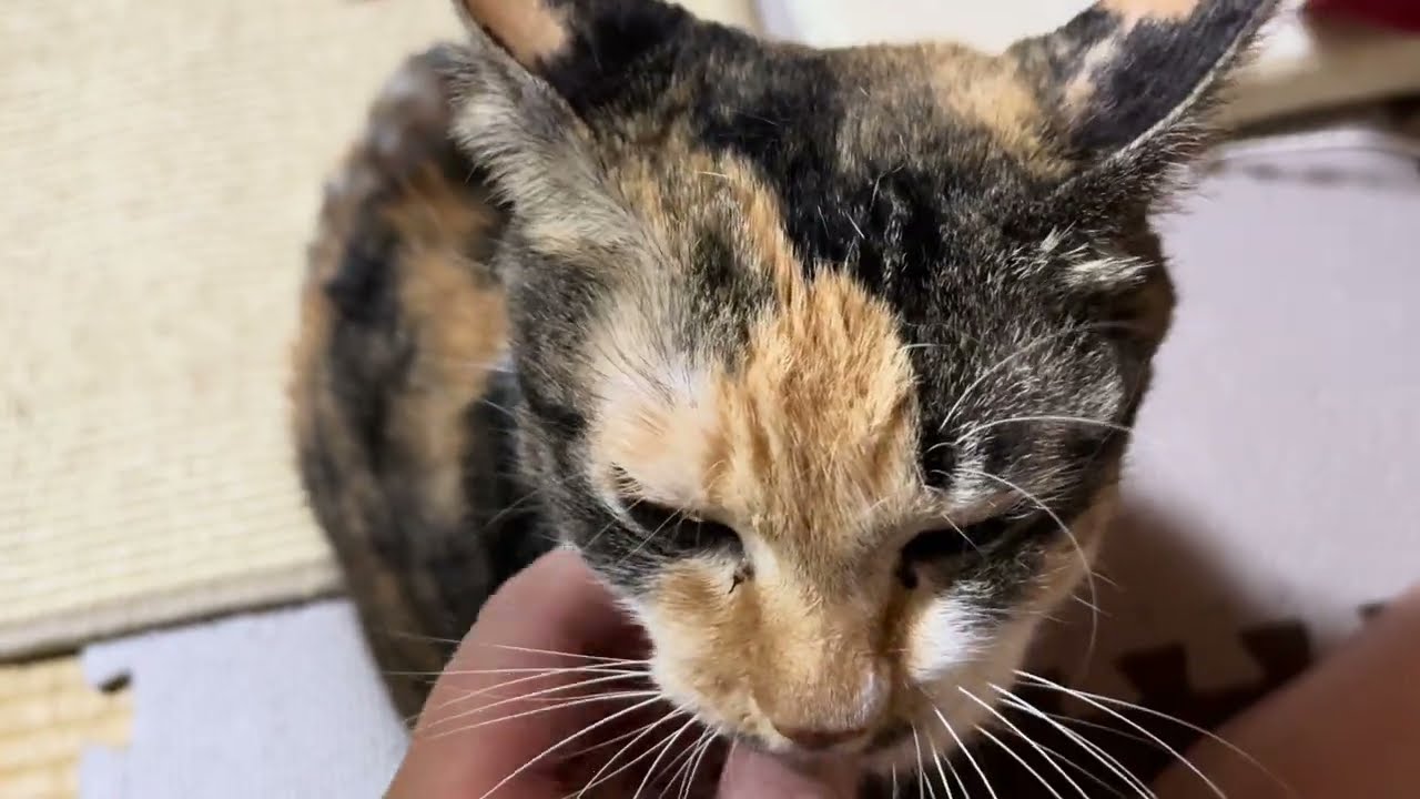 My tortoiseshell cat is licking my fingers for the first time in a long time【Stella】