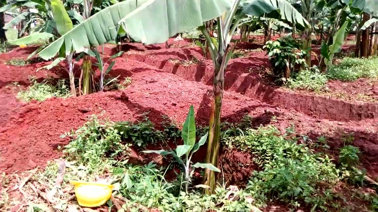trench digging in banana plantation