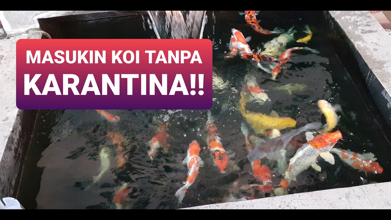CARA MEMASUKAN IKAN KOI BARU KE KOLAM TANPA KARANTINA
