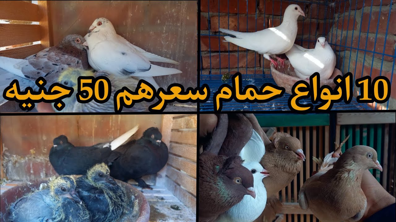ارخص 10 انواع حمام للمبتدئين فى تربيه الحمام | سعرهم تحت 50 جنيه👌