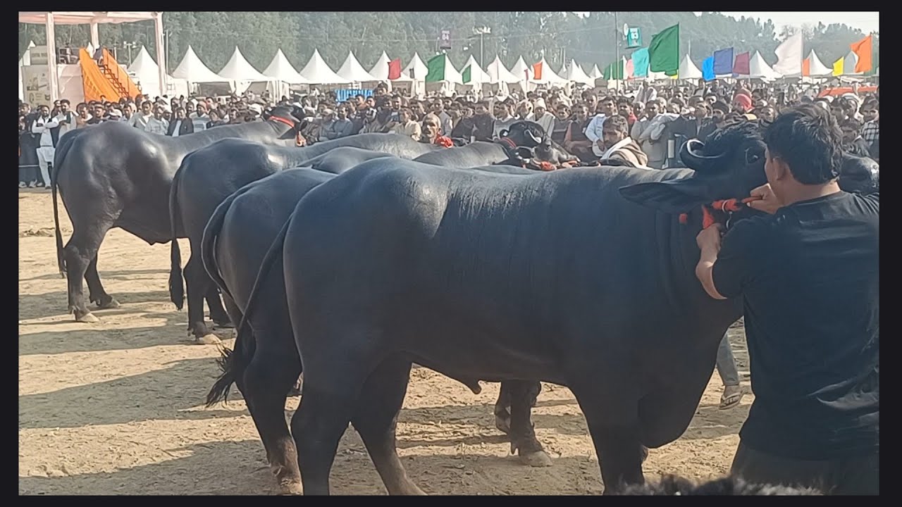 कुरुक्षेत्र मेला मे 6-8 दांत मुर्रा बुल कॉम्पिटिशन मे विवादित जजिंग के कारण जनता नाराज 🙏👍