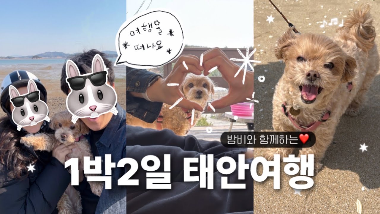 JENNY VLOG✨ 애견동반 태안 1박2일 여행🧳 (애견동반숙소, 바베큐, 게국지, 꽃지해수욕장)
