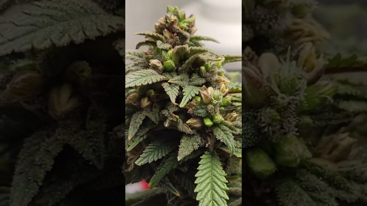 #Cannabonsai Flower w6. Fem seeds w colloidal silver Cannabis indoor #Fecida  3x3 #simproformula