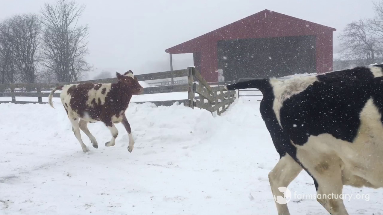 Bovine fun in the snow with Natalie, Diane, Liz, Cashew, Jerome, Gary, and Westley