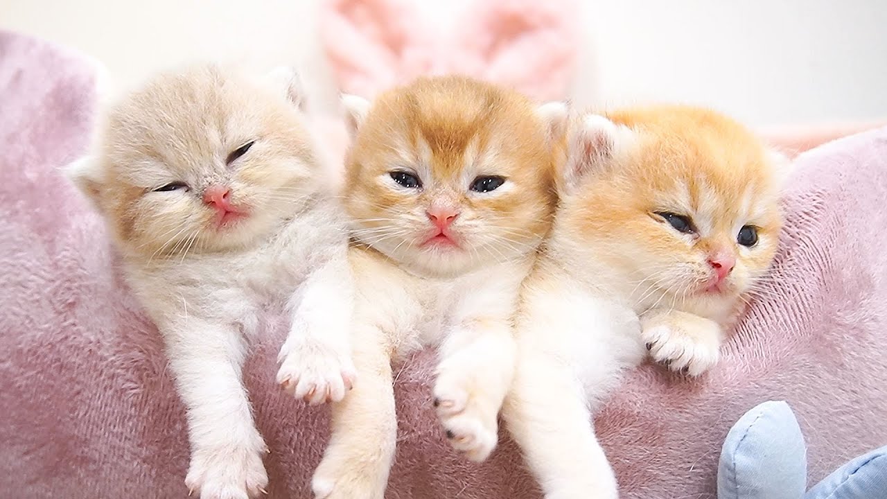 Top videos of happy and warm moments of mother cat Xaxa's family