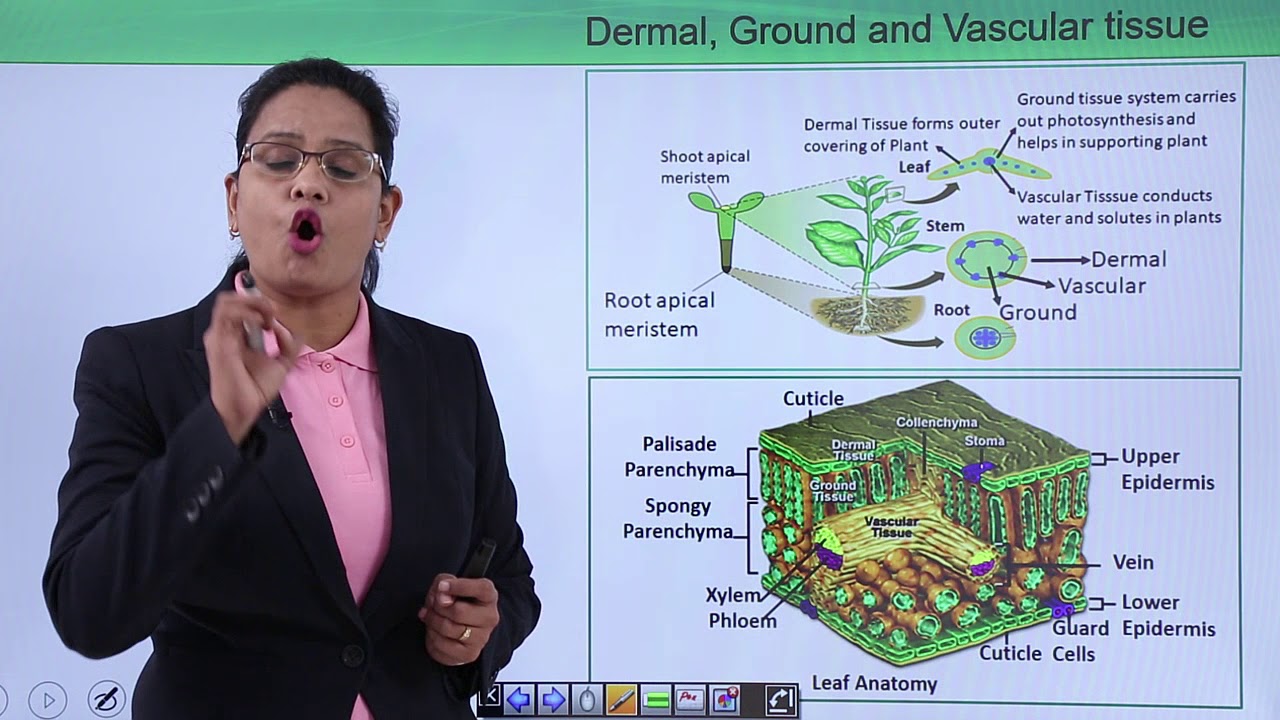 Class10th – Plant Tissue System Introduction and Formation | Xylem | Tutorials Point