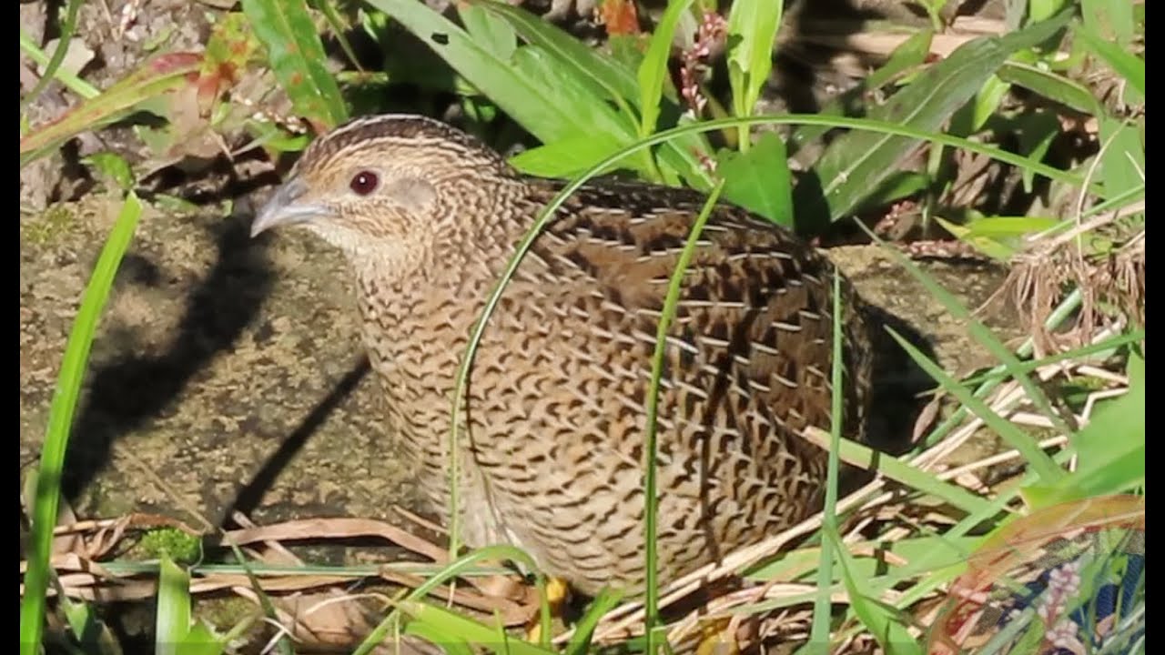 The Australian Brown Quail and the French Revolution