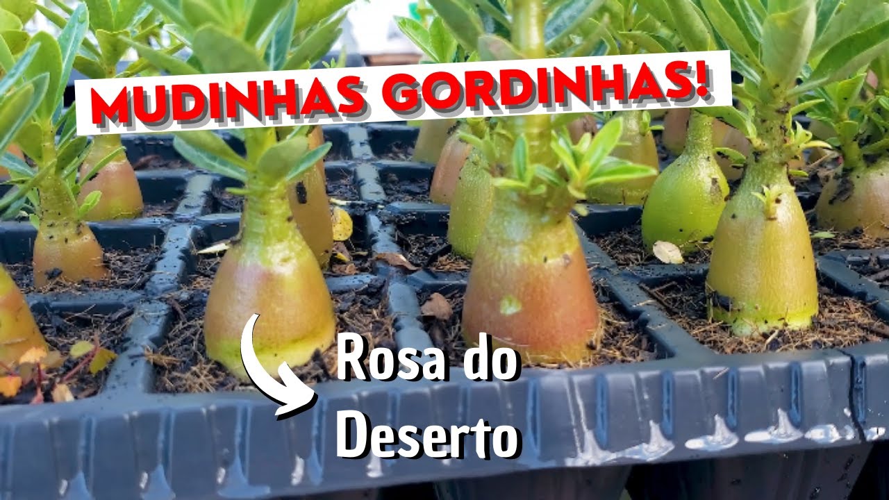3 dicas para engrossar o caudex das mudinhas | Rosas do Deserto