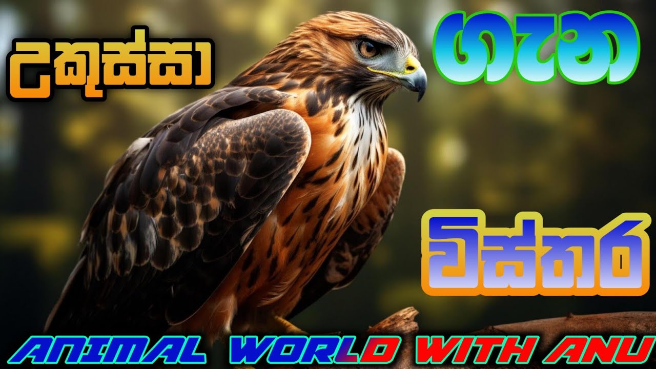 උකුස්සා|HAWK ගැන විස්තර