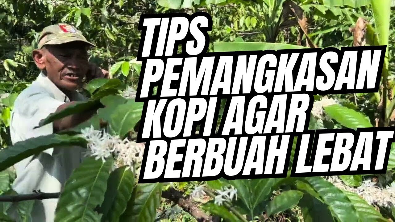 Cara Pruning Kopi Robusta agar Berbuah lebat dan Menghasilkan kopi kulitas Super