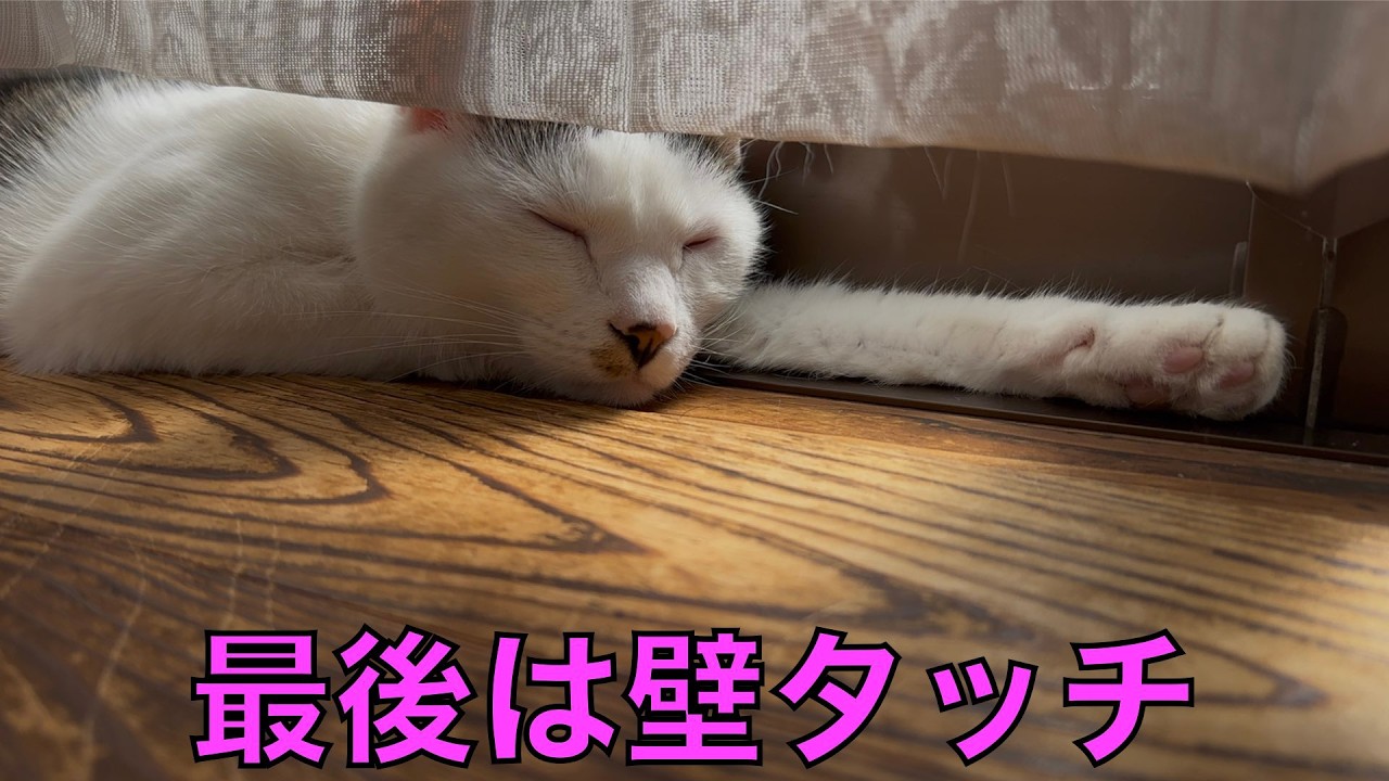 保護猫ナターシャの573日目：ひなたぼっこ中