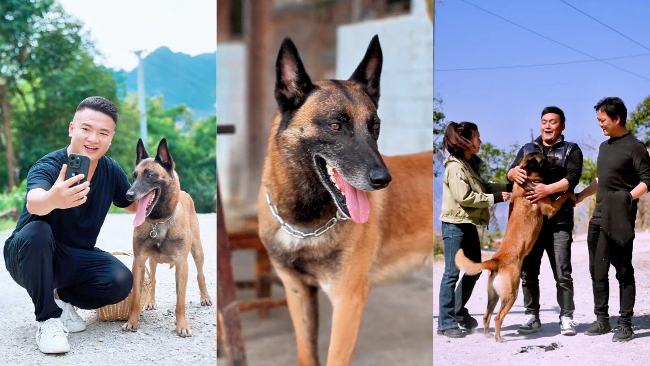 惊险瞬间！机智狗狗成功逃脱拐骗，还以德报怨反救坏人 ♥️