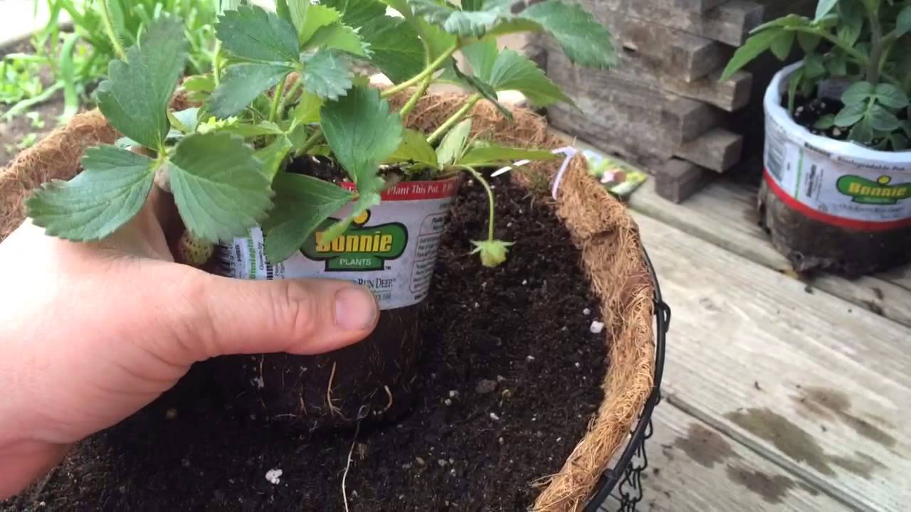 How to Plant Strawberries in a Hanging Basket