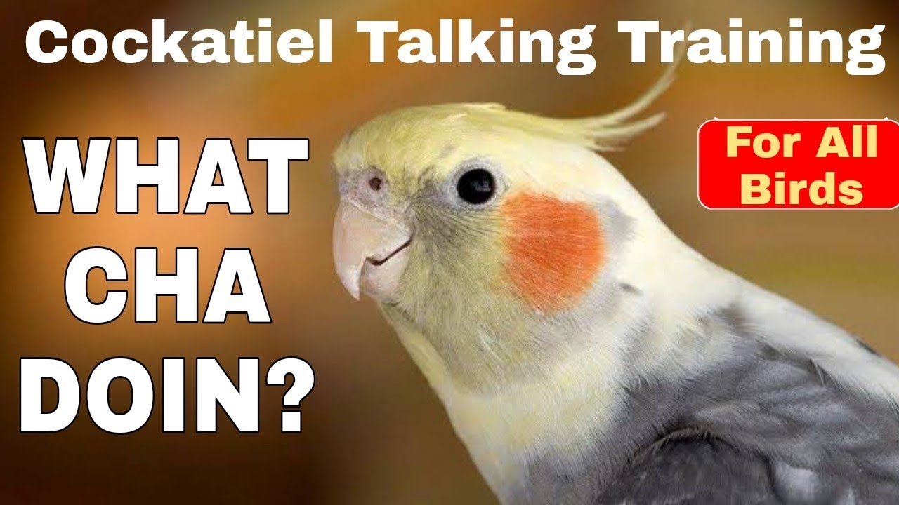Cockatiel Talking Training | WHATCHA DOIN? | PARROT TALKING TRAINING