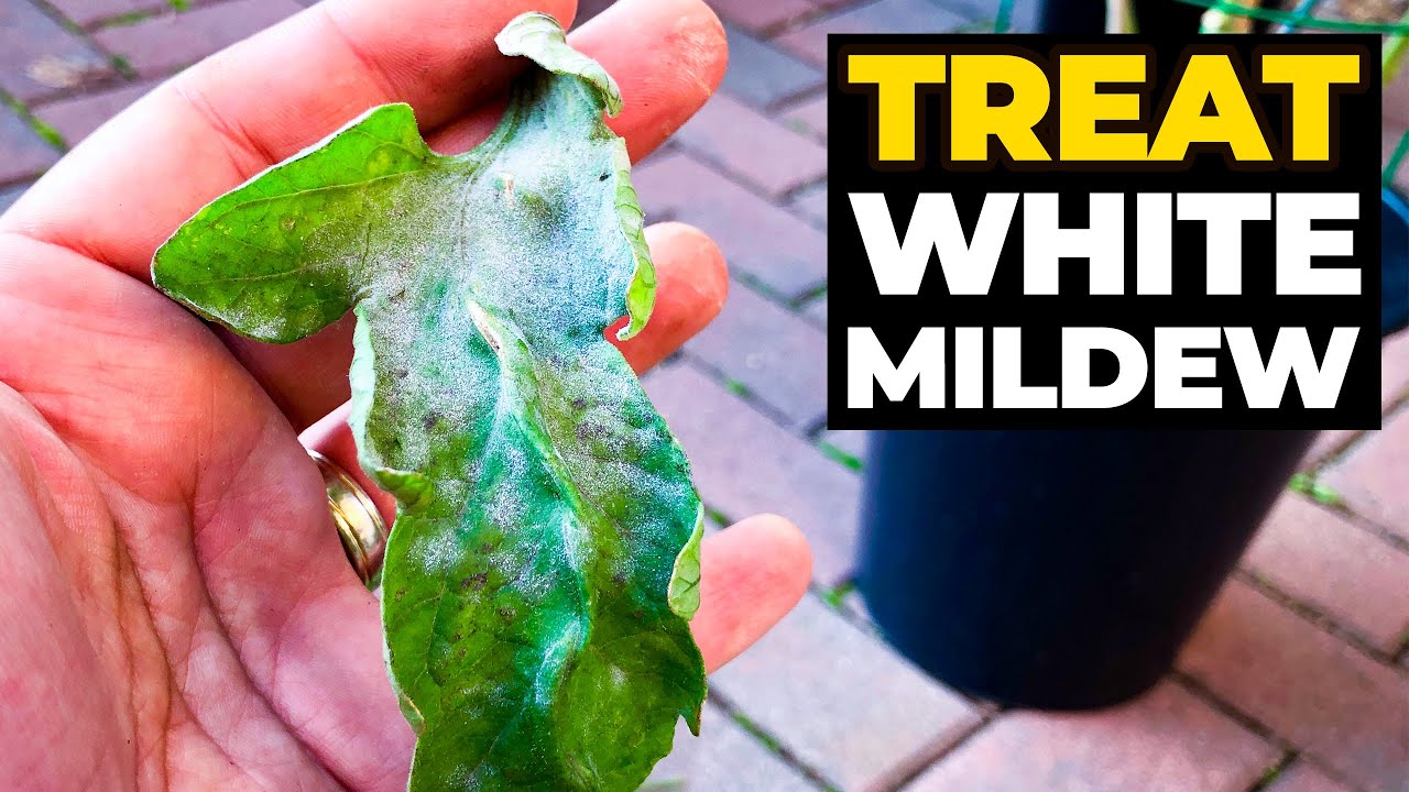 TREAT Powdery White Mildew on Tomato Plants 🍅