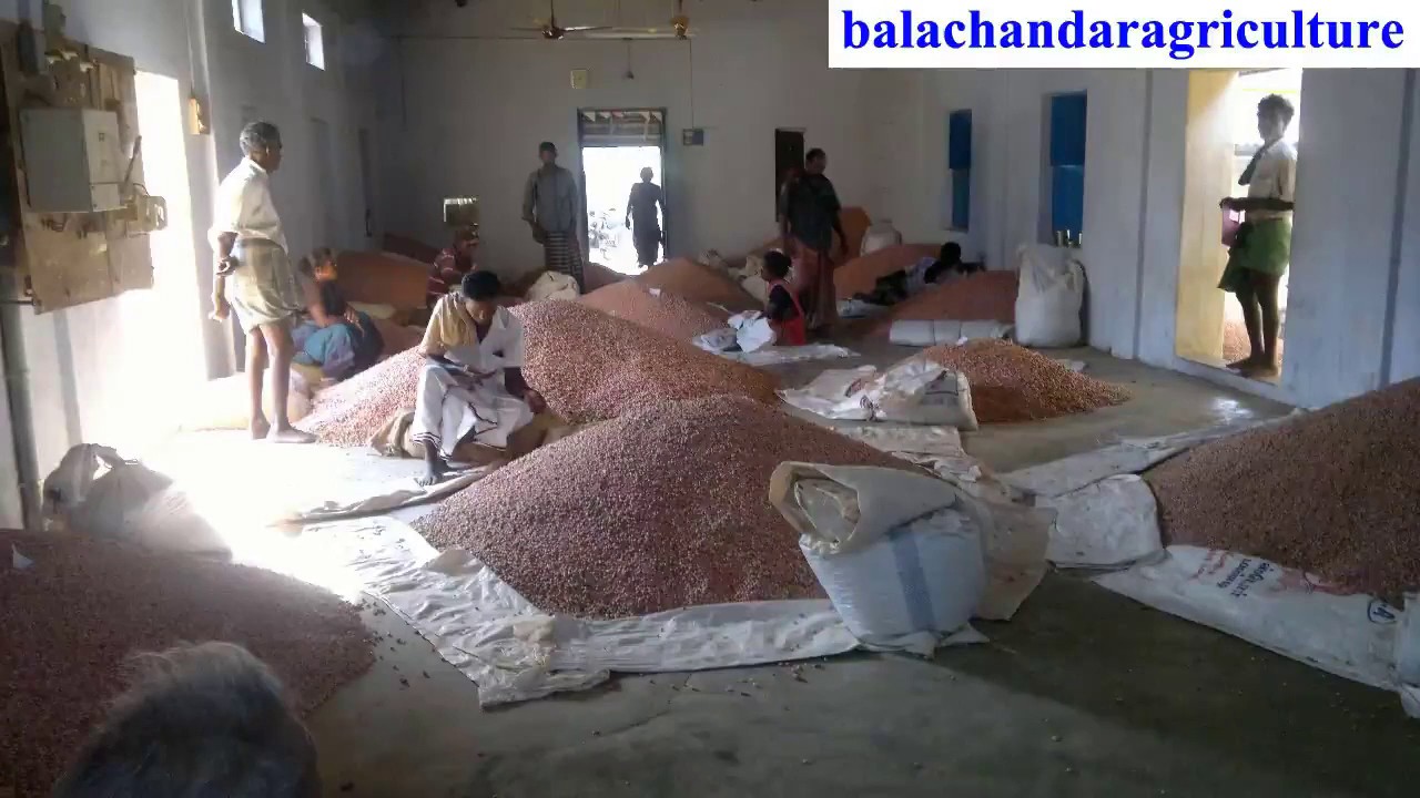 Groundnut Cultivation Final Processing